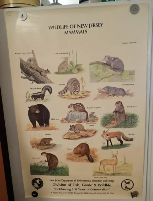 NJ DEPARTMENT OF FISH AND GAME WILDLIFE OF NEW JERSEY MAMMALS Poster