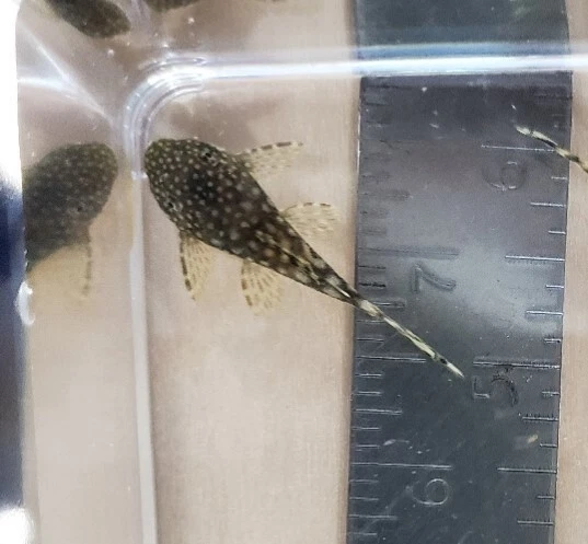 Chocolate Pleco 1"+ Bushynose / Bristlenose