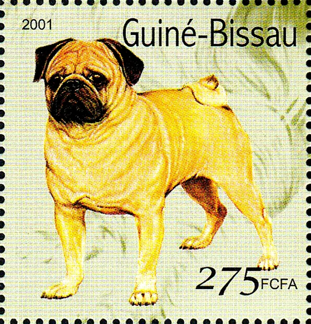 Guinea mnh cane animale domestico carpino razza Inghilterra Regno Unito Regno Unito/1196