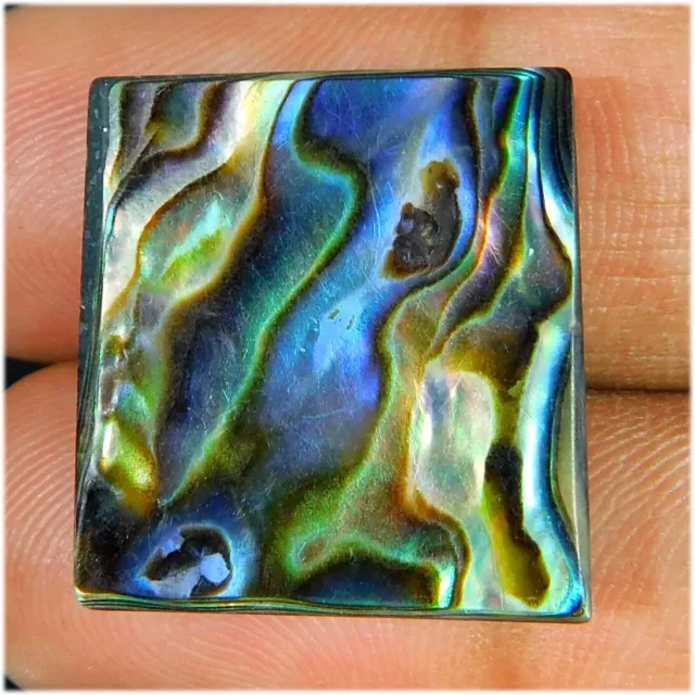 Naturel Multi Couleur Paua Abalone Coque 18.30Cts. Coussin Cabochon Libre Gemme