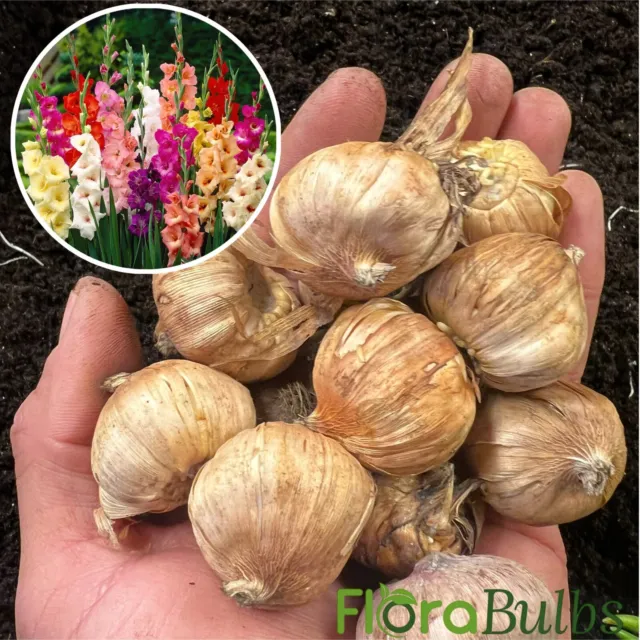 Gladioli bulbs 10 Mixed Summer flowering Bulbs beautiful large flowering🌈