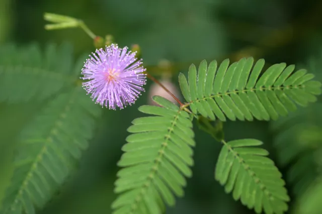 60 graines de SENSITIVE (Mimosa pudica) W44  HUMBLE PLANT SEEDS SAMEN SEMILLAS