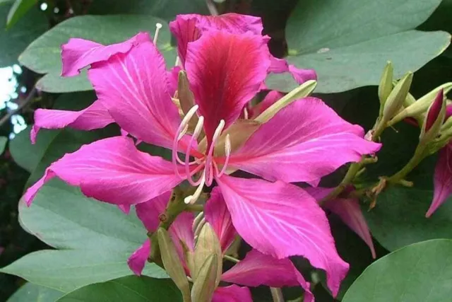 Bauhinia purpurea | Butterfly Orchid Tree | Camels Foot | 10_Seeds