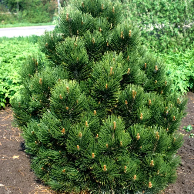 Pinus heldreichii 'Malinki' Leucodermis / Bosnian Pine 50 seeds!