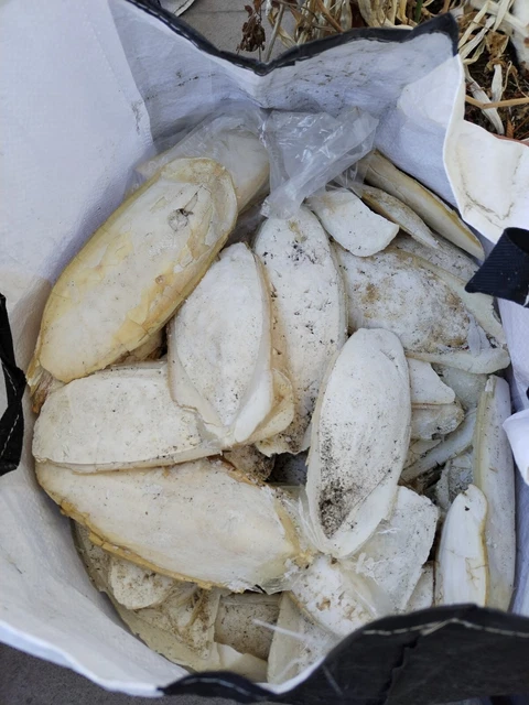 Environ 3 kg d'os de seiche