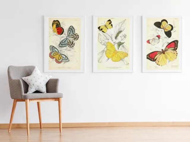 Set of 3 Vintage Butterfly Prints Natural History 18th Century Butterfly Posters