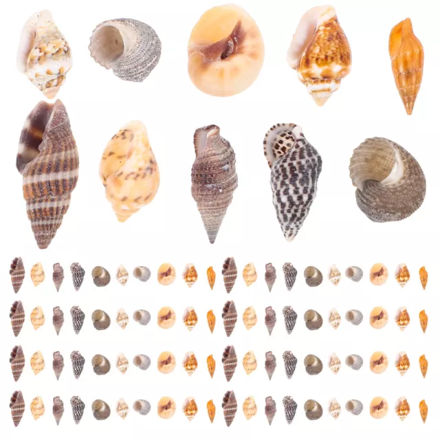 Decorative Conch DIY Decoration Shells for Crafts Miniature Seashell