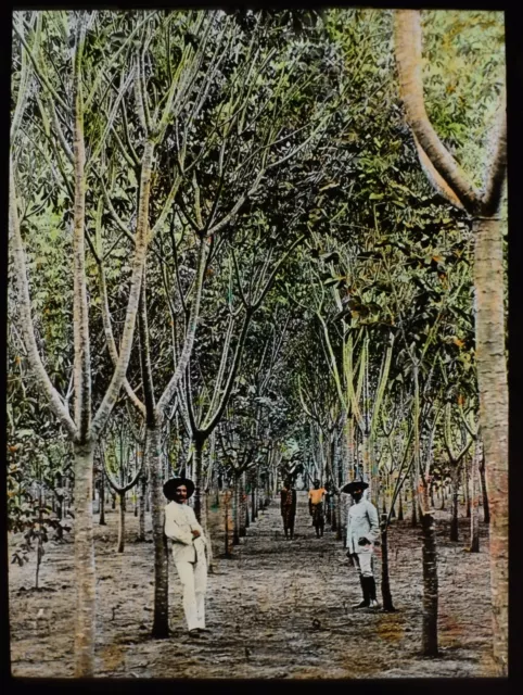 ANTIQUE Magic Lantern Slide RUBBER TREES C1920 PHOTO AFRICA