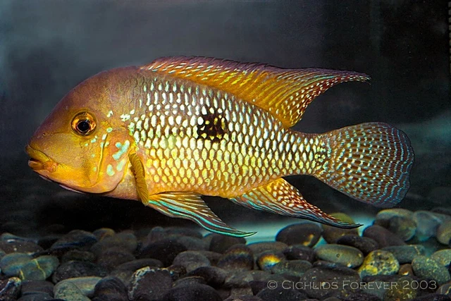 GEOPHAGUS BRASILIENSIS the Pearl Cichlid
