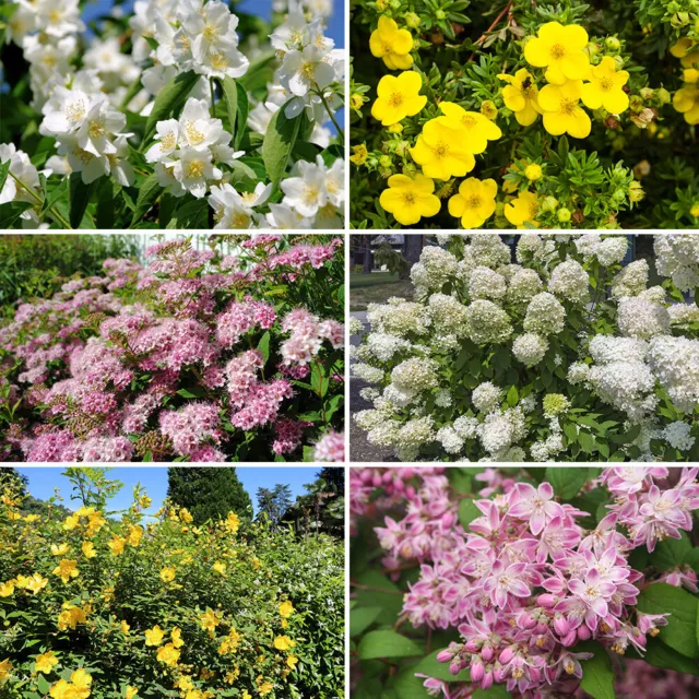 Summer Flowering Hardy Shrub collection - 6 plants in 9cm pots 20-30cm tall