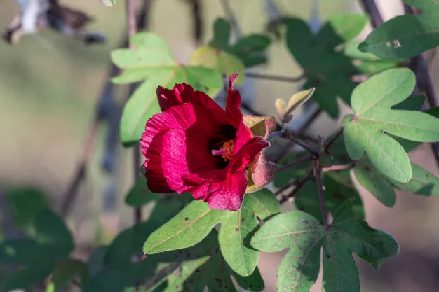 10 Semi Di Gossypium Arboreum Red Flower Semi Del Cotone -