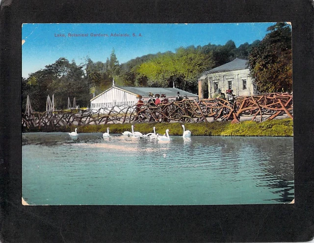 C6950 Australia SA Adelaide Botanic Gardens Lake vintage postcard