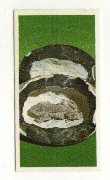 Brooke Bond #04 - Mummified Toad from Lewes, Suffolk