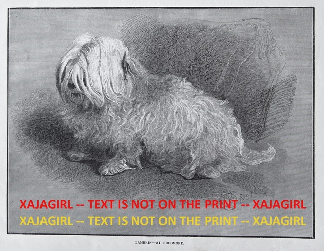 Dog Maltese Named Lambkin Pet of Dutchess of Kent, Large 1890s Antique Print