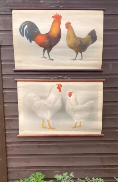 2 X Beautiful Original vintage 1950s school Chart lithograph of chickens