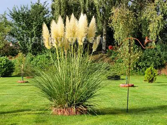 PAMPAS GRASS - WHITE FEATHER - 200 seeds - Cortaderia selloana - PERENNIAL