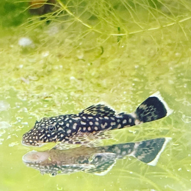 FREE FISH W/PURCHASE   Common Bristlenose Pleco 2