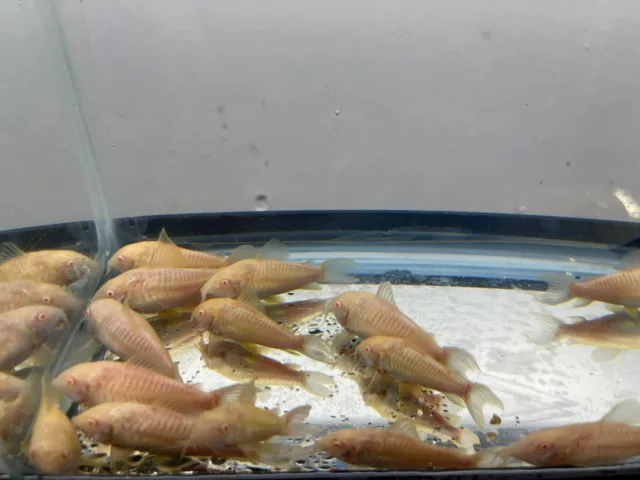 7 Live Albnino Corydora Catfish Freshwater Aquarium Tank Fish