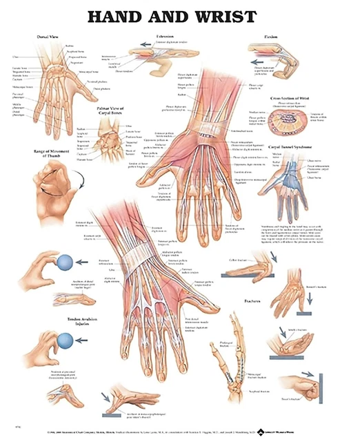 HAND AND WRIST Anatomical Chart by Anatomical Chart Co (Fold-out book ...