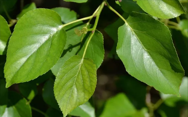 Alnus Torsadée Aulne Napoletano (1 Plante En A40-5x6, 5x15)