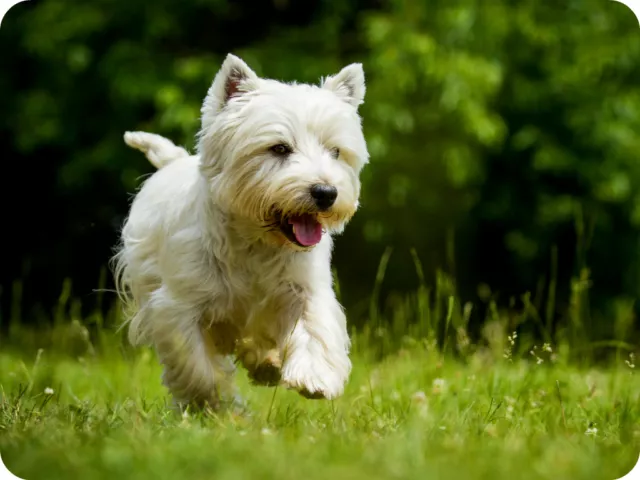 Mauspad aus der Edition Colibri: West Highland White Terrier - schöner Hund