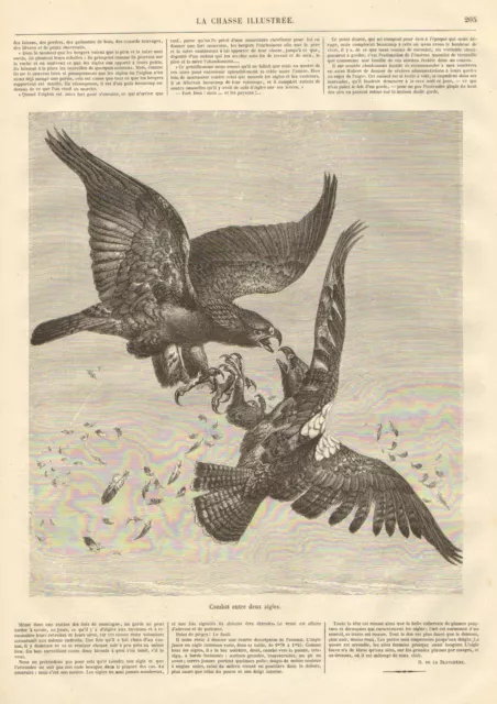 Birds, Combat Between Two Eagles, Flying, Vintage 1872 French Antique Art Print,