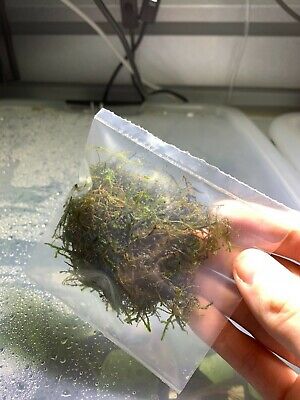 Java Moss Taxiphyllum Barbieri Easy Live Aquarium Plants BUY 2 GET 1 FREE ✅ 2