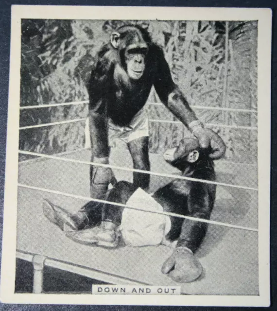 BOXING CHIMPANZEES    Vintage 1930's Photo Card   BD10M