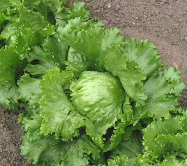 Lettuce Seeds "Iceburg" (Approx 100 Seeds) Tasmanian Grown