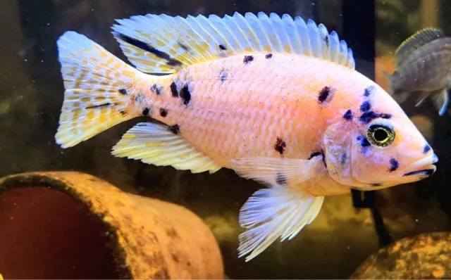 2 pack OB Dragon Blood Peacock - Aulonocara sp. - Live Fish (3-4 inches) Males