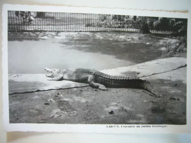 CPA Indochine Cochinchine Saigon Jardin botanique Crocodile 1950s Nam Phat
