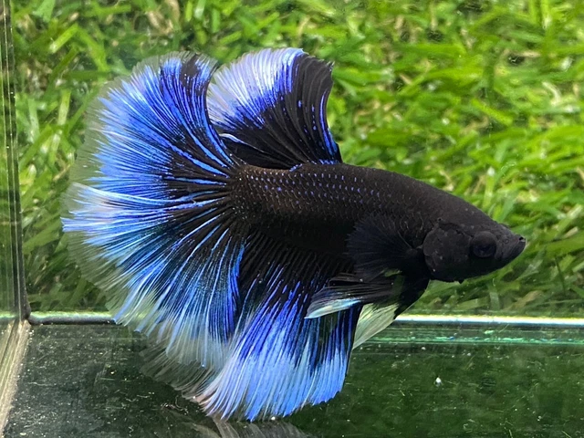 Live Betta Fish - Male - Fancy Half Moon Betta HMPK , Age 3 month From Thailand