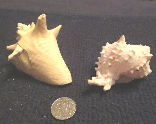 Muscheln Rose Murex Ramosus & Conch Pink Queen Aquarium / Fischtank Display 2