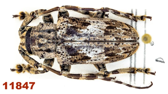 Cerambycidae: Lamiinae sp.   A1, 15.5 mm, Mounted, 1 pc
