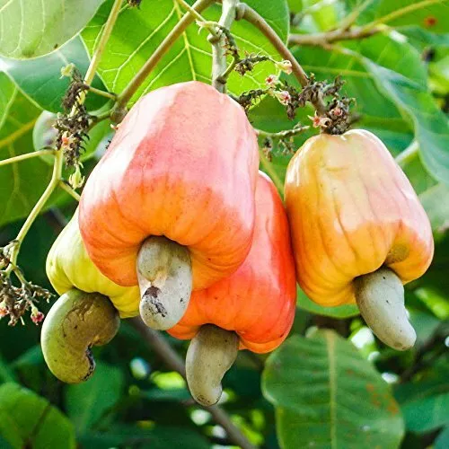 Cashew Nut Seeds 100% Organic Anacardium Occidentale Tropical Fruit Plant Live