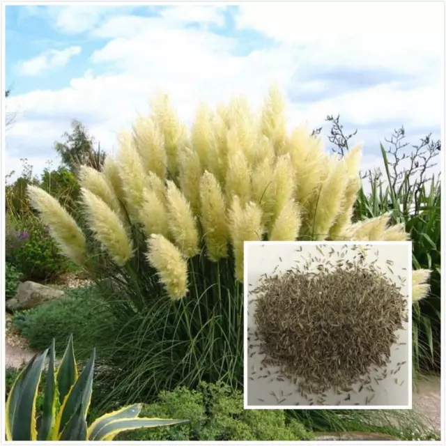 Pampas Grass Seeds Cortaderia Selloana Lawn Plant Ornamental Garden Decor