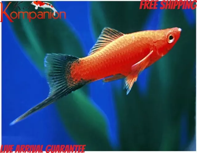 3/5/10/20X Velvet Wag Swordtail Free Shipping Koi Kompanion