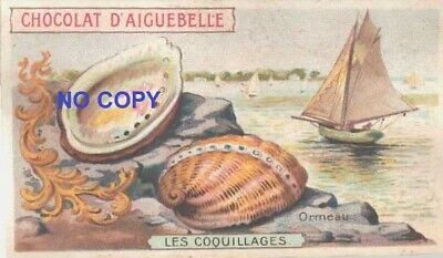 Les coquillages Chromo Chocolat d'Aiguebelle TRITON ET PEIGNE PALLIUM 