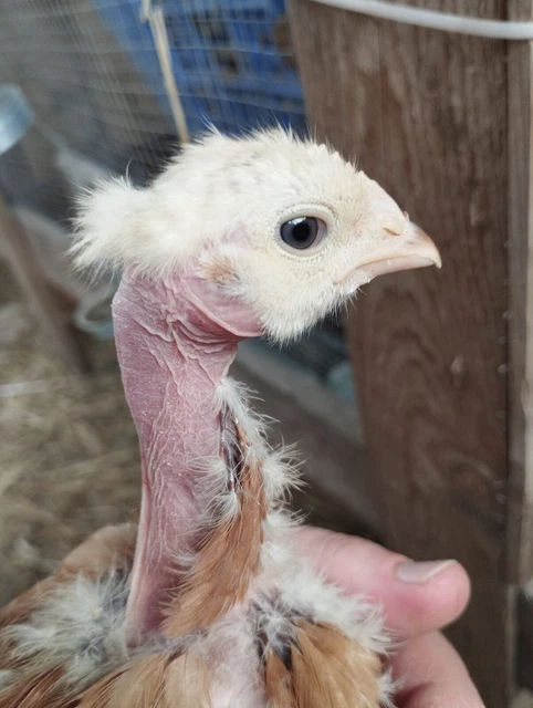 10X UOVA Fertili, Uova FECONDE AUSTRALORP NERA IN PUREZZA - Foto 8