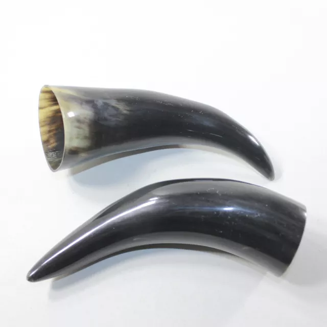 2 Small Polished Cow Horns #7631 Natural colored