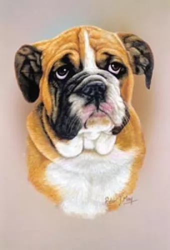 Robert J. May Head Study - English Bulldog Pup (RMDH033)