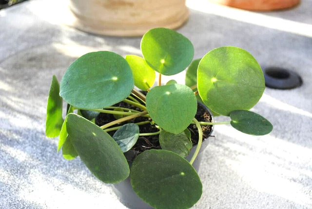 PILEA PEPEROMIOIDES GLÜCKSTALER Ufopflanze Chinesischer Geldbaum,große