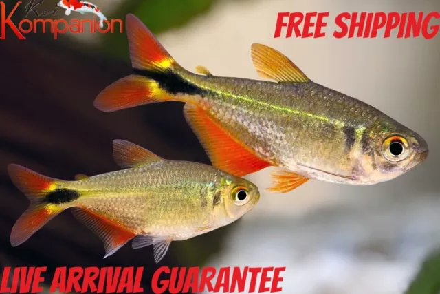 3/5/10/20X Buenos Aires Tetras Free Shipping Koi Kompanion