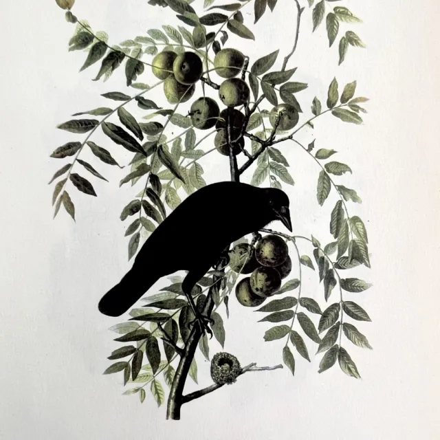 American Crow Bird Lithograph 1950 Audubon Antique Art Print Walnut Tree DWP6A