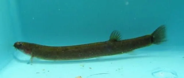 6 Black Kuhli Loaches Live Freshwater Aquarium Fish