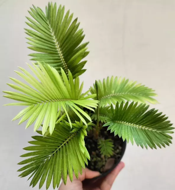 Palm Mini Tree Free Phytosanitary