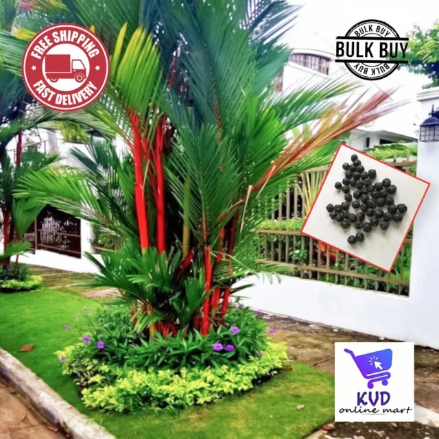 50+ RED SEALING WAX "LIPSTICK" PALM TREE SEEDS (Cyrtostachys renda) House Plant