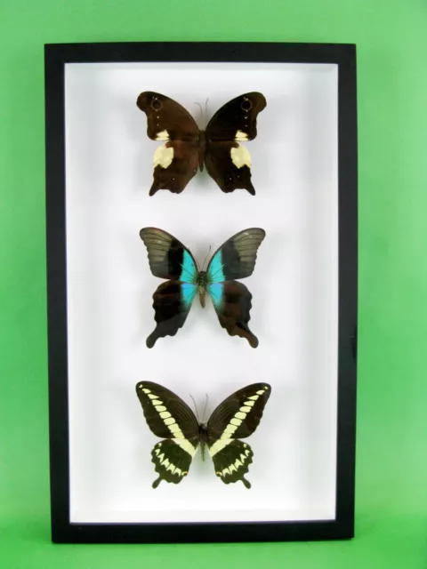 3 real beautiful and huge butterflies in the XXl showcase - single piece - 18
