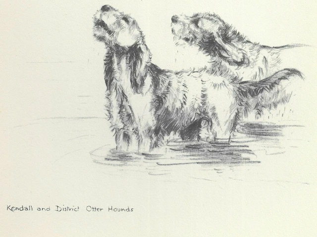 Two Otterhound - CUSTOM MATTED - Vintage Dog Art Print - 1948 KF Barker