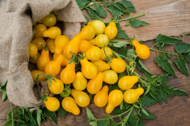 CHERRY TOMATO Yellow Pear 15+ Seeds HEIRLOOM Vegetable Garden spring summer EASY